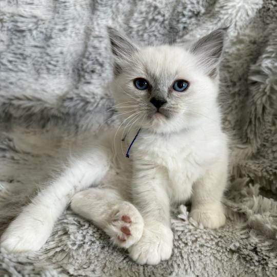 chaton Ragdoll blue point mitted Bleu Les Ragdolls de la Croisette blue point mitted