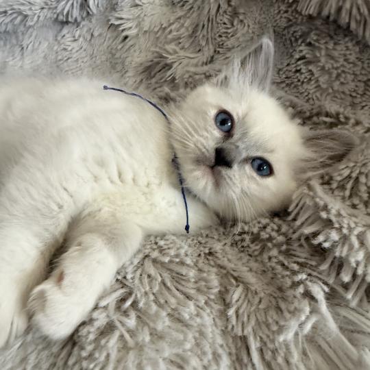 chaton Ragdoll blue point mitted Bleu Les Ragdolls de la Croisette blue point mitted