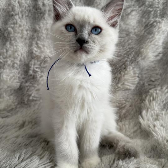 chaton Ragdoll blue point mitted Bleu Les Ragdolls de la Croisette blue point mitted