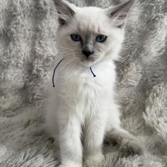 chaton Ragdoll blue point mitted Bleu Les Ragdolls de la Croisette blue point mitted