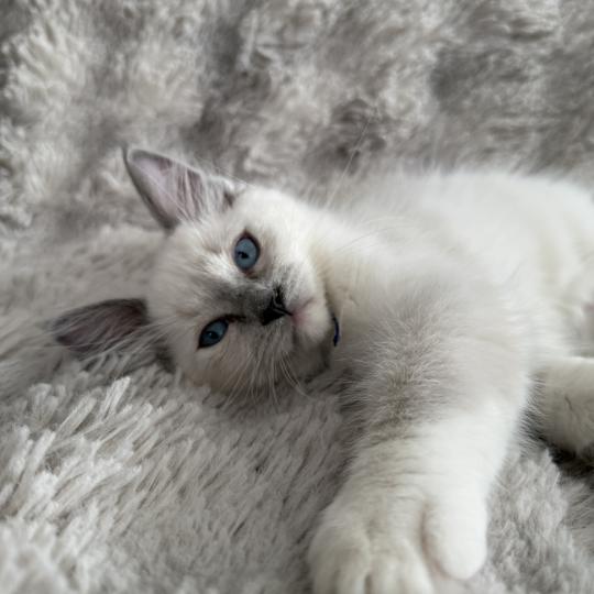 chaton Ragdoll blue point mitted Bleu Les Ragdolls de la Croisette blue point mitted