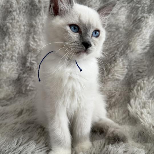 chaton Ragdoll blue point mitted Bleu Les Ragdolls de la Croisette blue point mitted