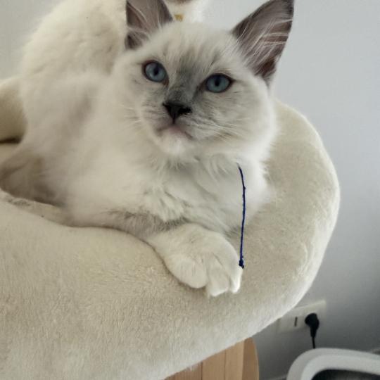 chaton Ragdoll blue point mitted Bleu Les Ragdolls de la Croisette blue point mitted