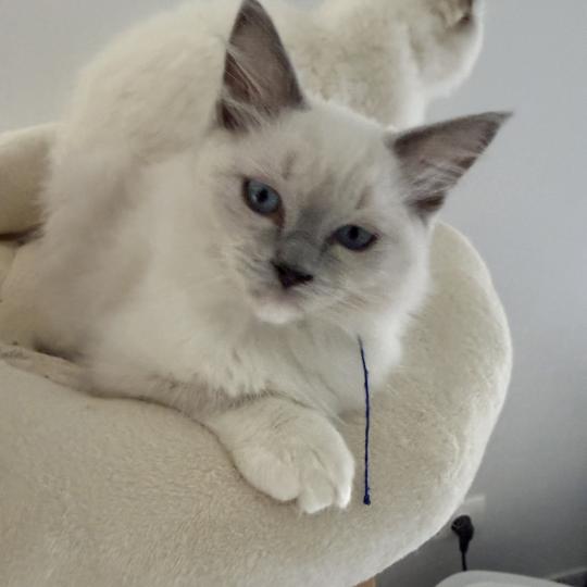 chaton Ragdoll blue point mitted Bleu Les Ragdolls de la Croisette blue point mitted