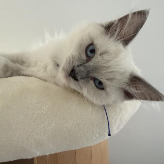 chaton Ragdoll blue point mitted Bleu Les Ragdolls de la Croisette blue point mitted