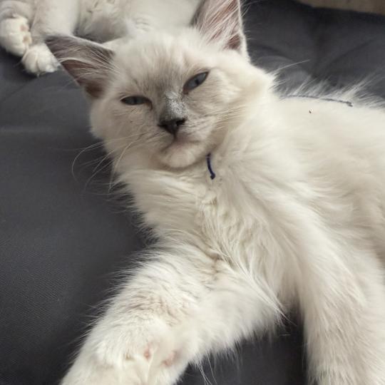 chaton Ragdoll blue point mitted Bleu Les Ragdolls de la Croisette blue point mitted