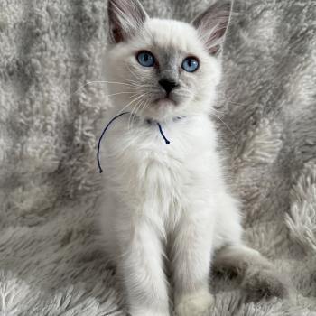 Bleu De La Croisette Mâle Ragdoll