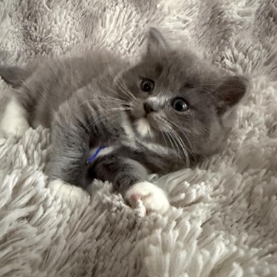 chaton Cherubim blue bleu Les Ragdolls de la Croisette blue mitted