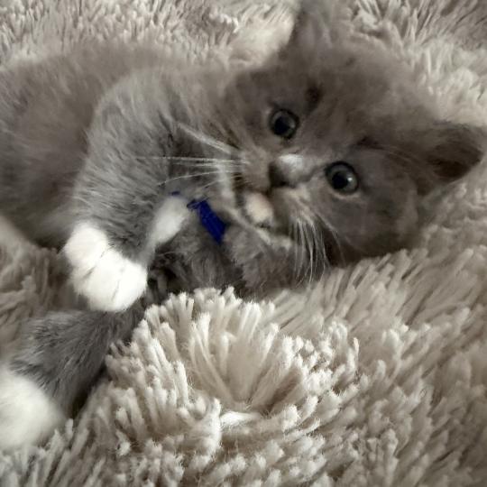 chaton Cherubim blue bleu Les Ragdolls de la Croisette blue mitted