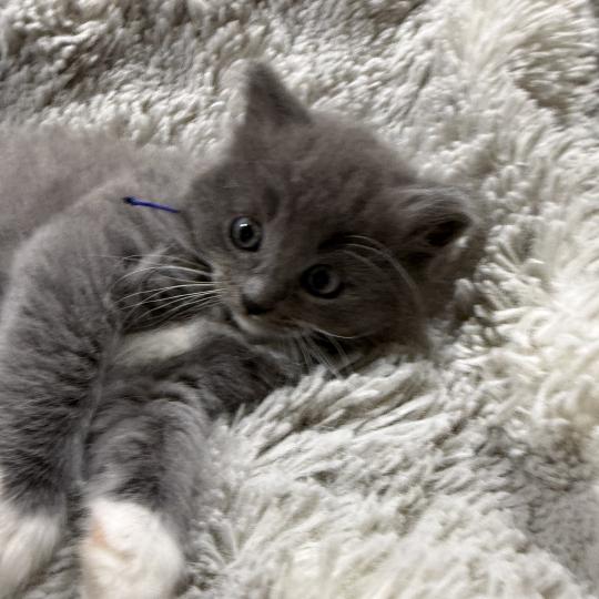 chaton Cherubim blue bleu Les Ragdolls de la Croisette blue mitted