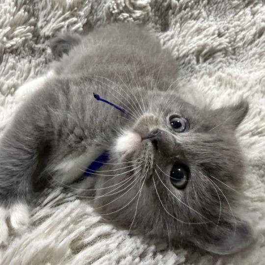 chaton Cherubim blue bleu Les Ragdolls de la Croisette blue mitted