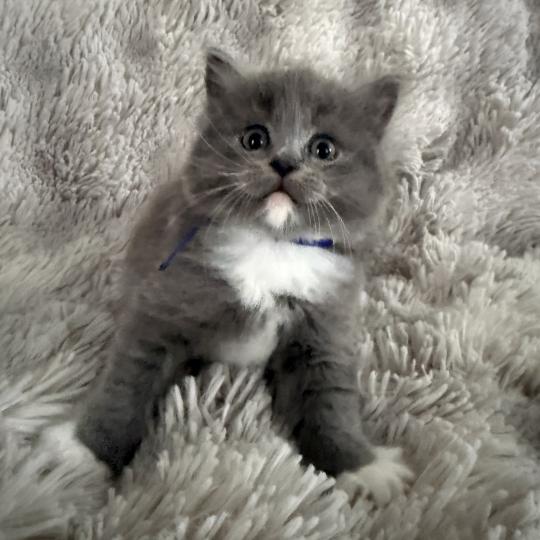 chaton Cherubim blue bleu Les Ragdolls de la Croisette blue mitted