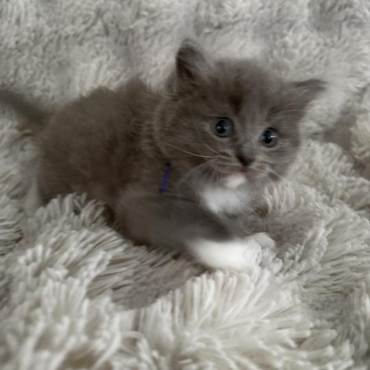 chaton Cherubim blue bleu Les Ragdolls de la Croisette blue mitted
