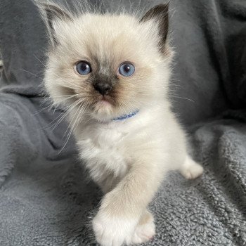 bleu De La Croisette Mâle Ragdoll