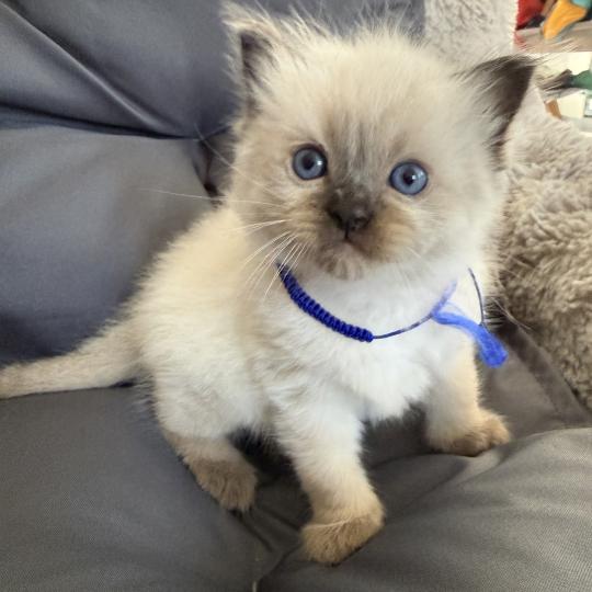 chaton Ragdoll seal point bleu Les Ragdolls de la Croisette seal point