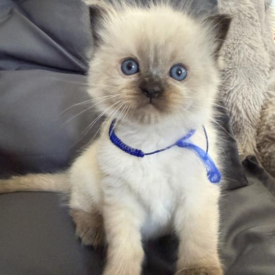 chaton Ragdoll seal point bleu Les Ragdolls de la Croisette seal point