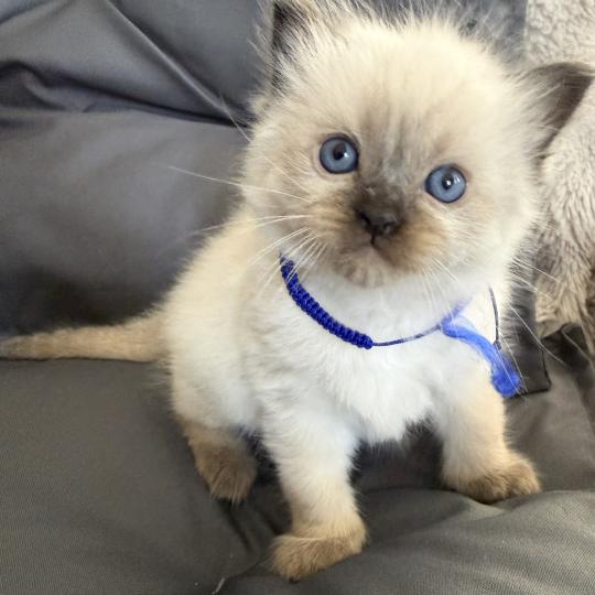 chaton Ragdoll seal point bleu Les Ragdolls de la Croisette seal point