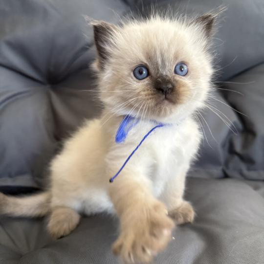 chaton Ragdoll seal point bleu Les Ragdolls de la Croisette seal point