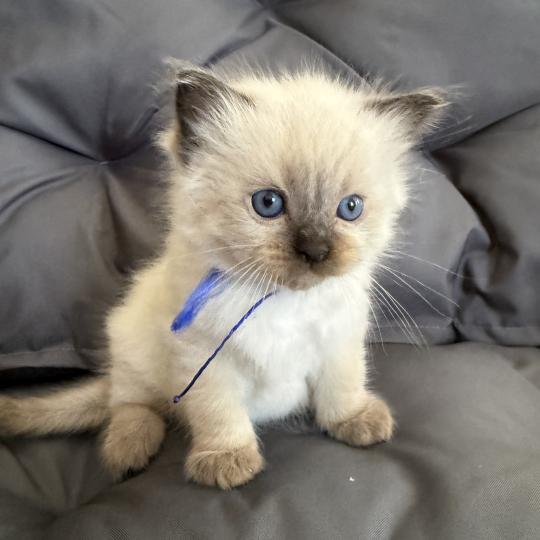 chaton Ragdoll seal point bleu Les Ragdolls de la Croisette seal point