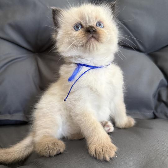 chaton Ragdoll seal point bleu Les Ragdolls de la Croisette seal point