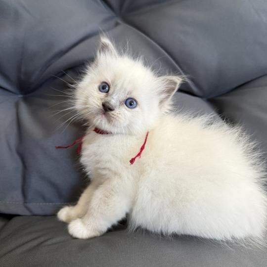 chaton Ragdoll blue point mitted bordeau Les Ragdolls de la Croisette blue point mitted