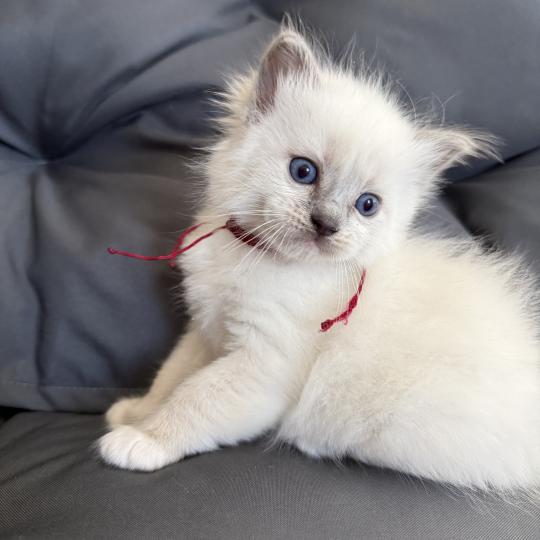 chaton Ragdoll blue point mitted bordeau Les Ragdolls de la Croisette blue point mitted