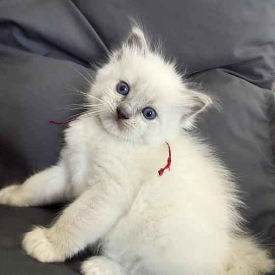 chaton Ragdoll blue point mitted bordeau Les Ragdolls de la Croisette blue point mitted
