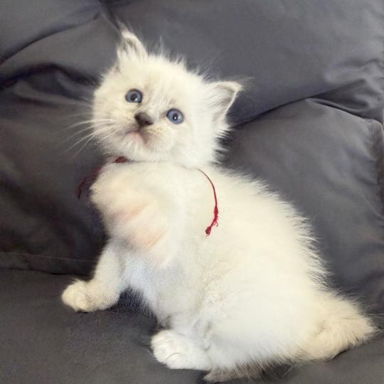 chaton Ragdoll blue point mitted bordeau Les Ragdolls de la Croisette blue point mitted