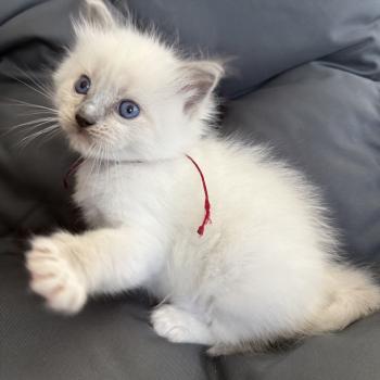 bordeau De La Croisette Mâle Ragdoll