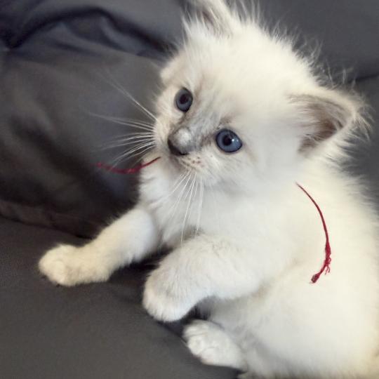 chaton Ragdoll blue point mitted bordeau Les Ragdolls de la Croisette blue point mitted