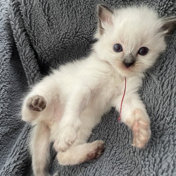 Bordeau De La Croisette Femelle Ragdoll