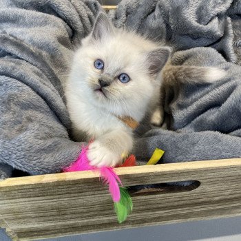 Brun De La Croisette Mâle Ragdoll