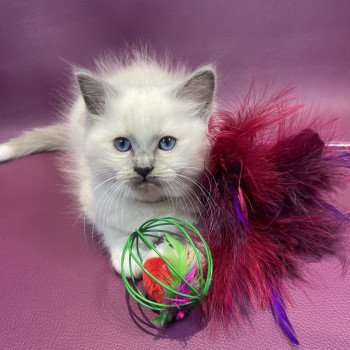 Brun De La Croisette Mâle Ragdoll