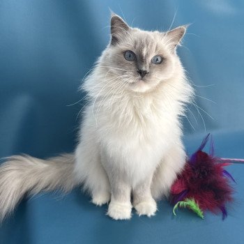 Doris Didi Femelle Ragdoll
