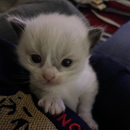 chaton Ragdoll Gris Les Ragdolls de la Croisette seal point bicolor