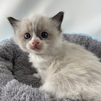 Gris De La Croisette Mâle Ragdoll