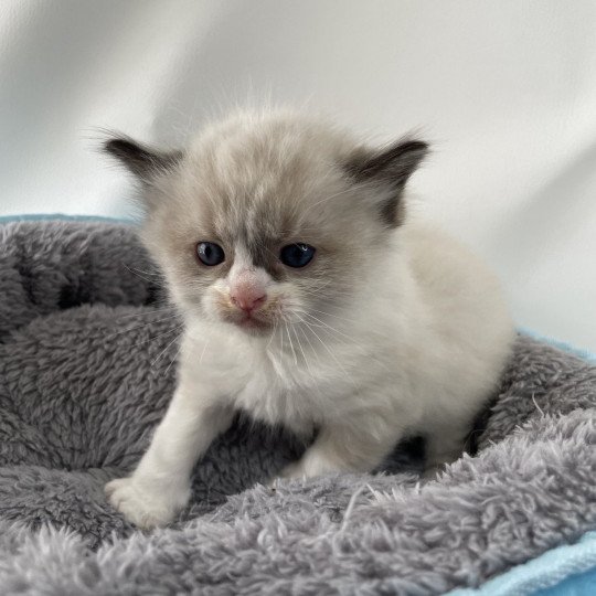chaton Ragdoll seal point bicolor Gris Les Ragdolls de la Croisette seal point bicolor