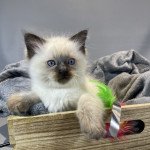 gris De La Croisette Mâle Ragdoll gris De La Croisette Mâle Ragdoll