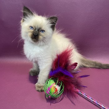 gris De La Croisette Mâle Ragdoll