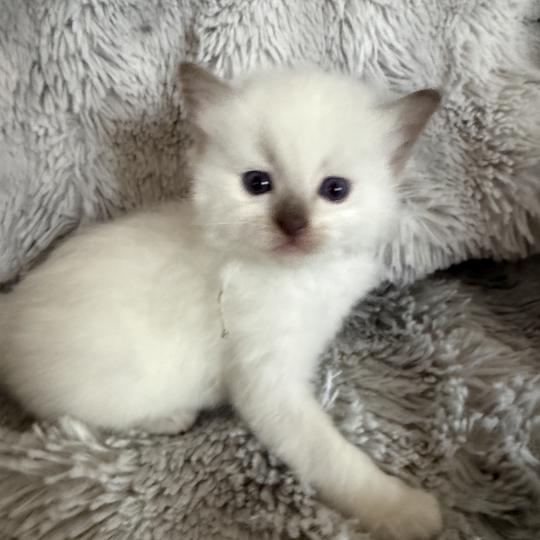 chaton Ragdoll Gris Les Ragdolls de la Croisette chocolate point