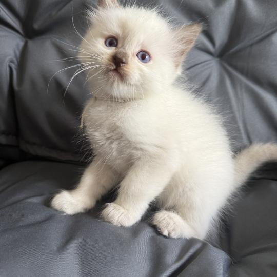 chaton Ragdoll Gris Les Ragdolls de la Croisette chocolate point