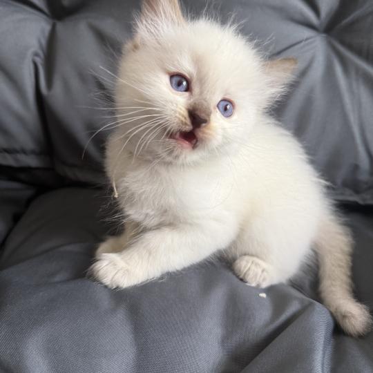 chaton Ragdoll Gris Les Ragdolls de la Croisette chocolate point