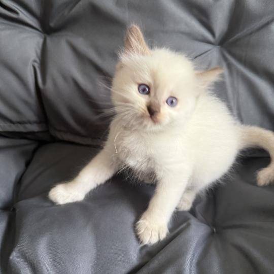 chaton Ragdoll Gris Les Ragdolls de la Croisette chocolate point