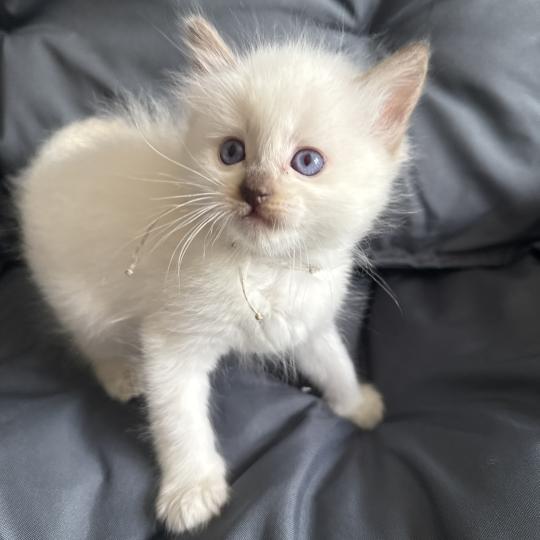 chaton Ragdoll Gris Les Ragdolls de la Croisette chocolate point