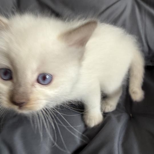 chaton Ragdoll Gris Les Ragdolls de la Croisette chocolate point