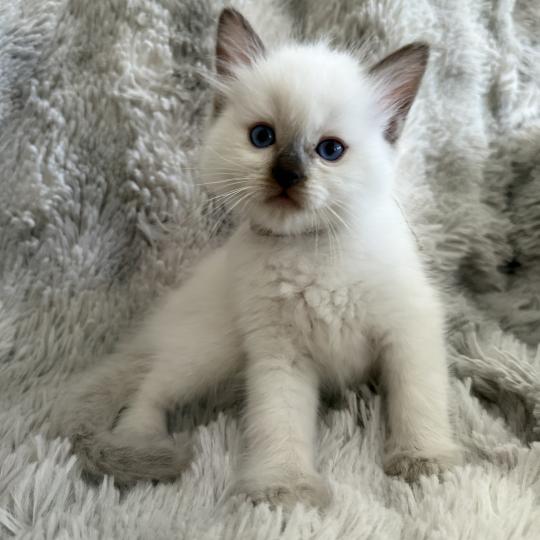 chaton Ragdoll chocolate point Gris Les Ragdolls de la Croisette chocolate point