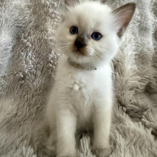 chaton Ragdoll chocolate point Gris Les Ragdolls de la Croisette chocolate point
