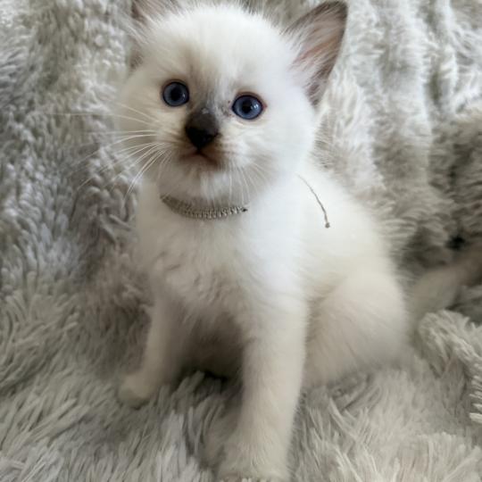 chaton Ragdoll chocolate point Gris Les Ragdolls de la Croisette chocolate point