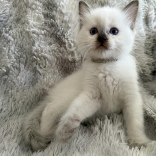 chaton Ragdoll chocolate point Gris Les Ragdolls de la Croisette chocolate point