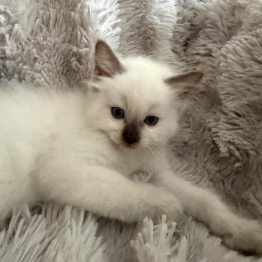 chaton Ragdoll chocolate point Gris Les Ragdolls de la Croisette chocolate point